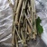 野外桑树桑枝桑树枝桑葚枝生品