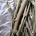 野外桑树桑枝桑树枝桑葚枝生品