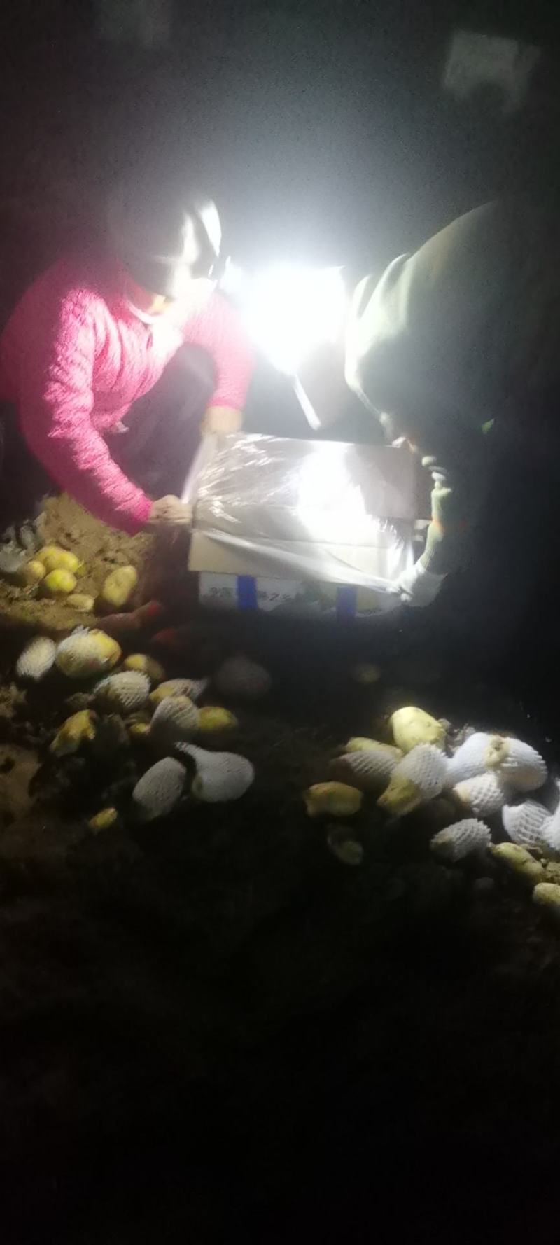 滕州三膜土豆大量上市，支持各种包装，啥规格都有