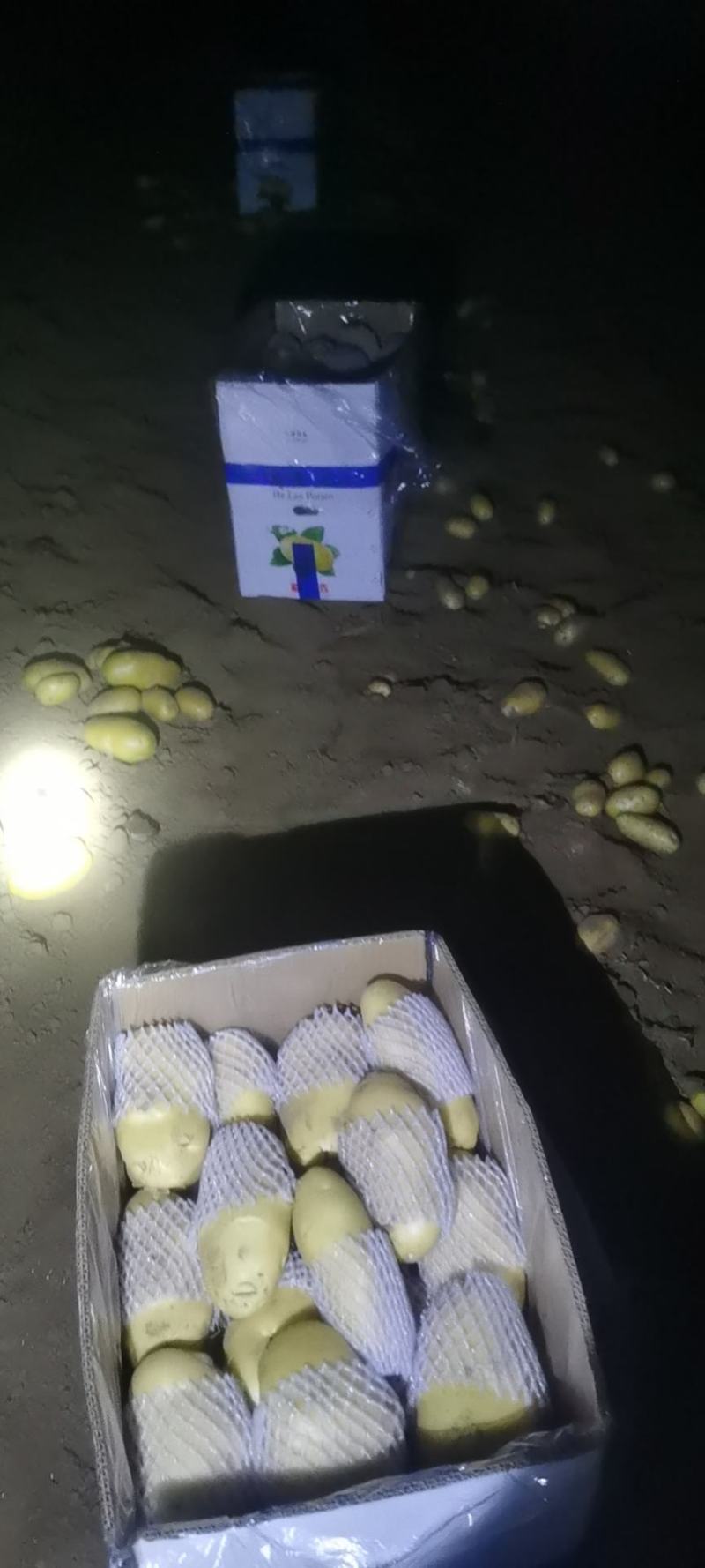 滕州三膜土豆大量上市，支持各种包装，啥规格都有
