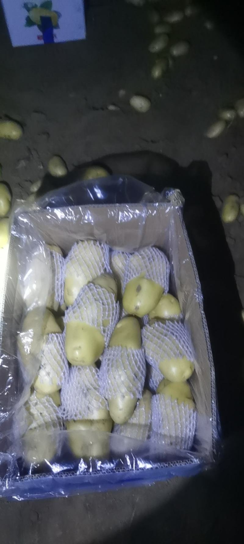 滕州三膜土豆大量上市，支持各种包装，啥规格都有