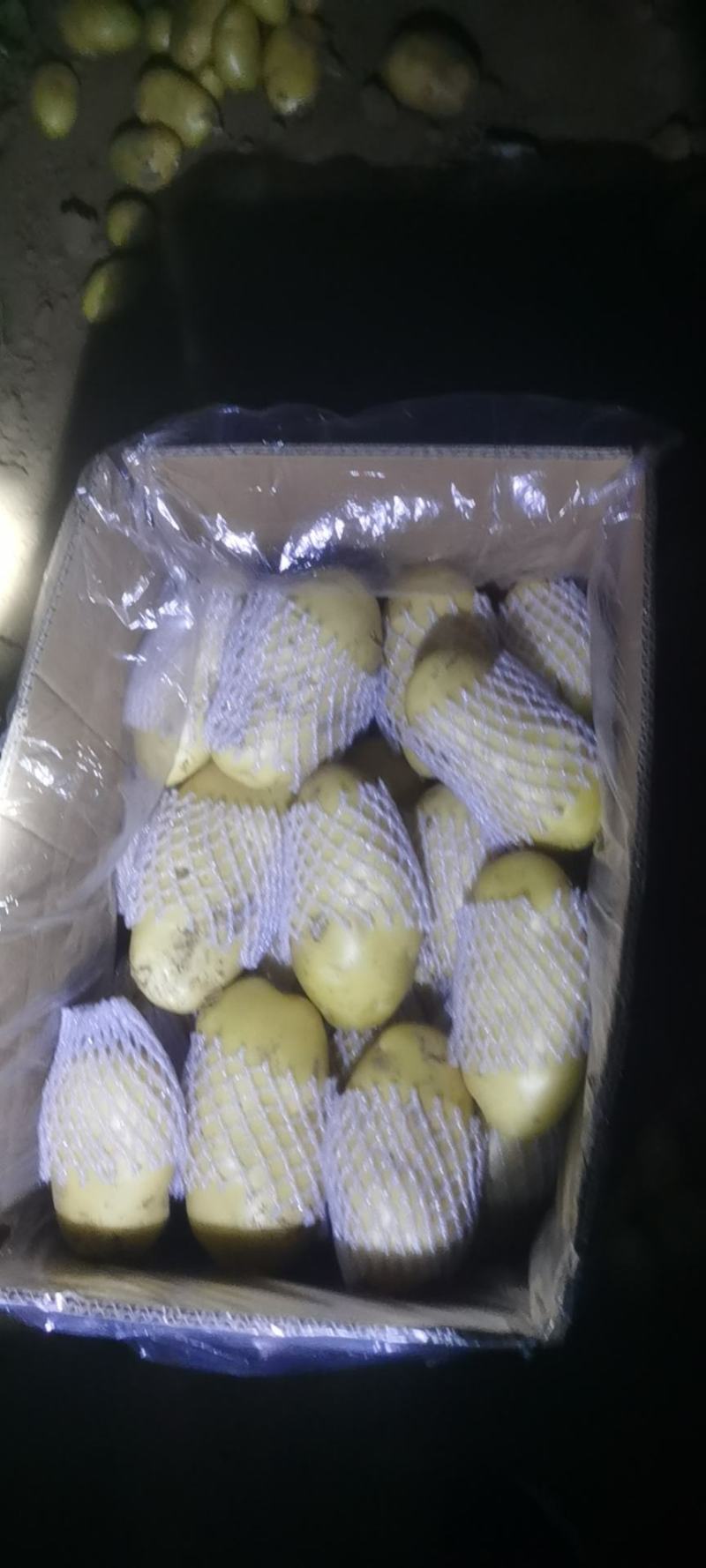 滕州三膜土豆大量上市，支持各种包装，啥规格都有