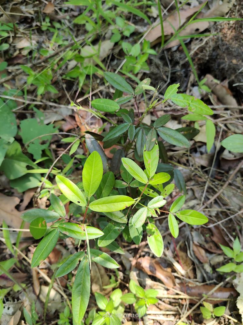 野生假地豆假花生假番豆异叶山蚂蟥无硫干品