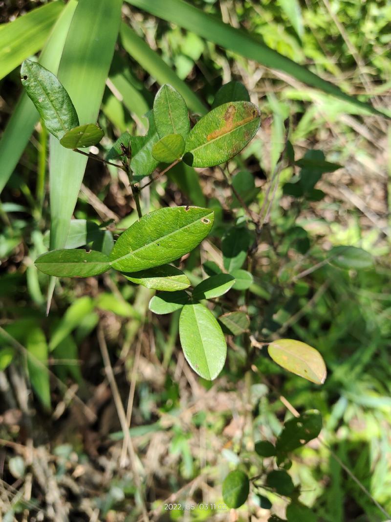 野生假地豆假花生假番豆异叶山蚂蟥无硫干品
