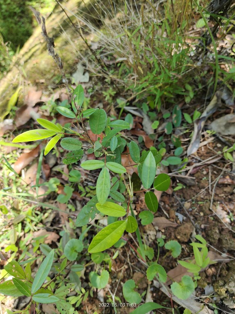野生假地豆假花生假番豆异叶山蚂蟥无硫干品