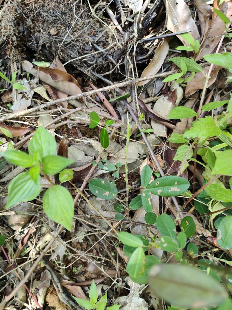 野生假地豆假花生假番豆异叶山蚂蟥无硫干品