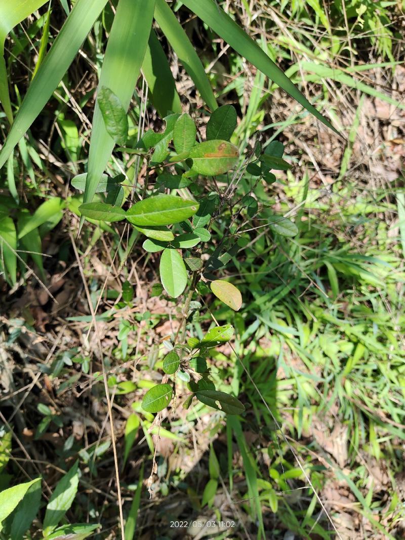 野生假地豆假花生假番豆异叶山蚂蟥无硫干品