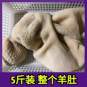 水发羊肚整块羊肚5斤餐饮专用商用串串冒菜火锅食材羊