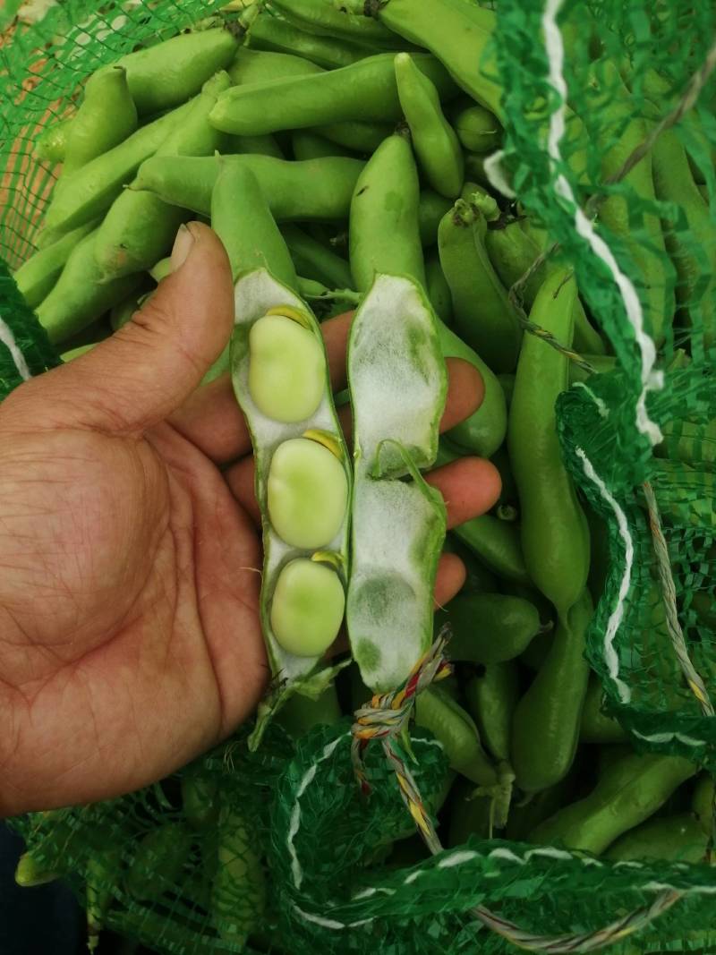 【推荐】大白皮蚕豆早大白和七星豆都有;青米白米都有