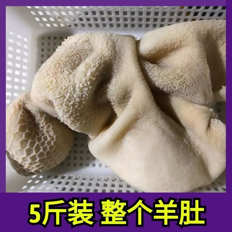 商用羊肚鲜全整个羊肚冻羊毛肚整个羊肚新鲜羊杂纯羊肚带水