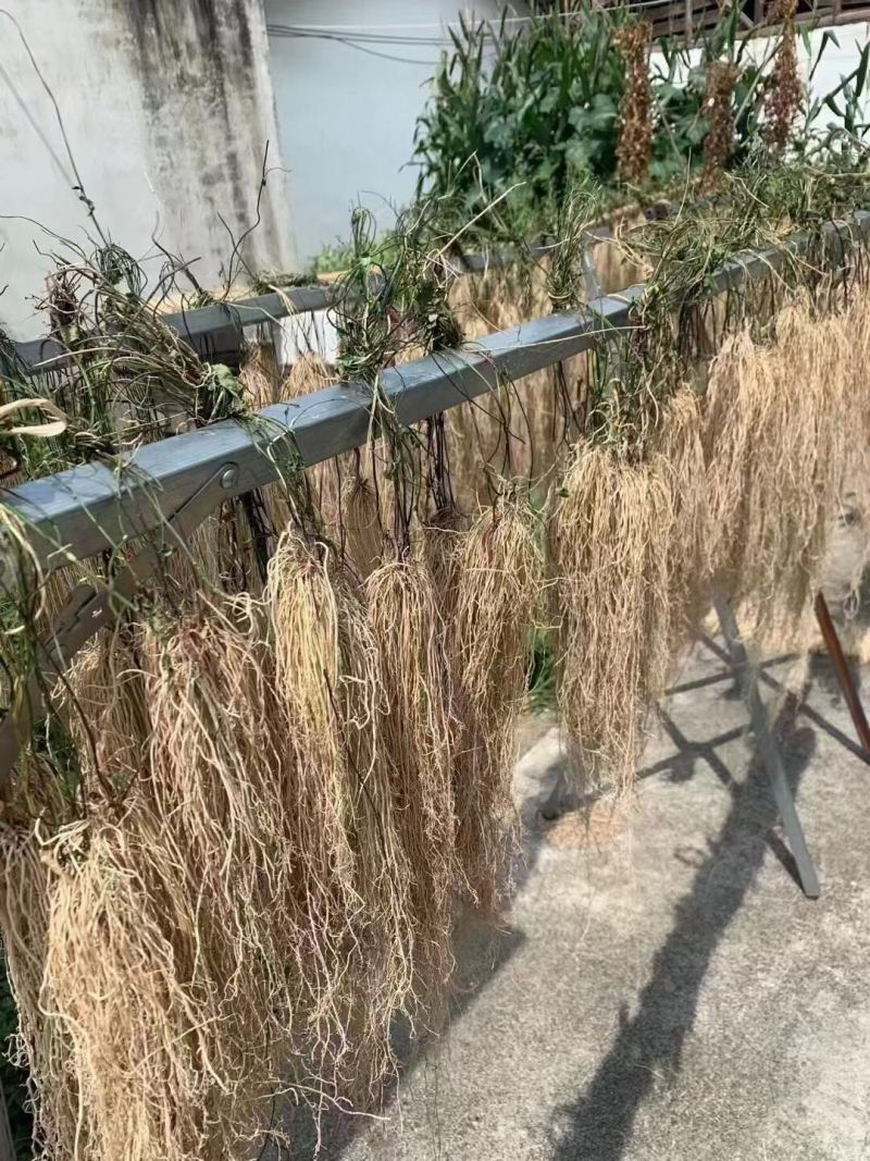 一首货源养肝草