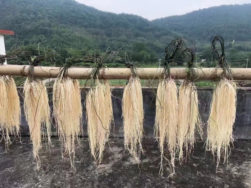 一首货源养肝草