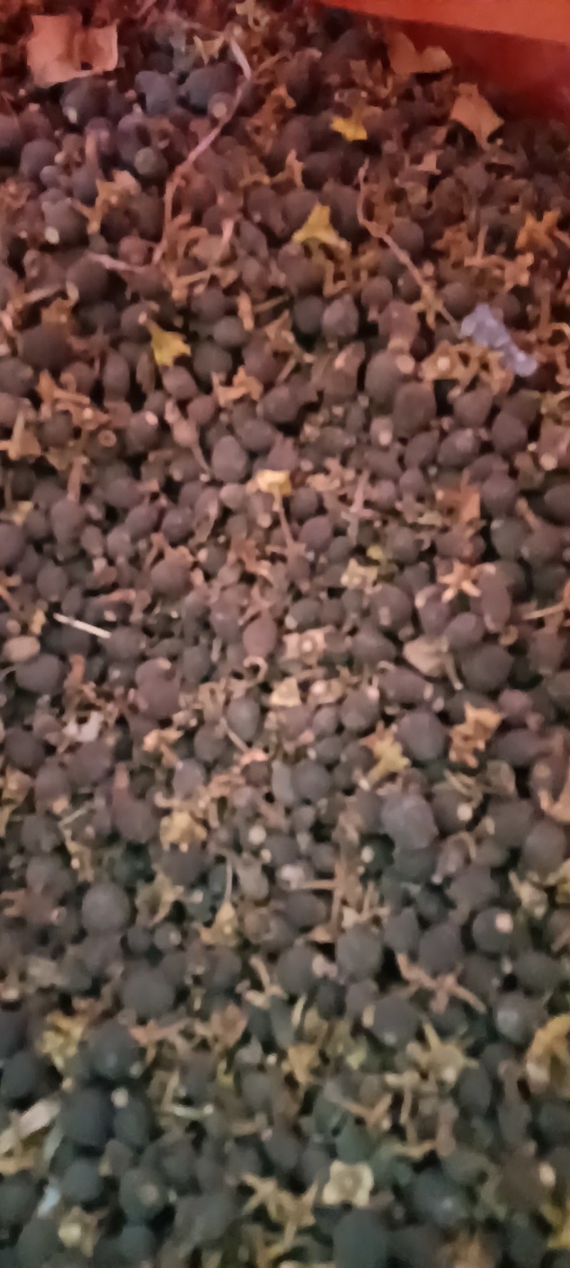 金堂中药枳实又名阴橙子，高山丘陵，花期阳光充足，
