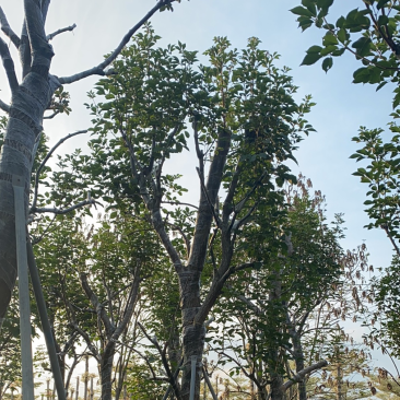 大量出售10-18分黄花风铃木（多花、少花）骨架货光杆货