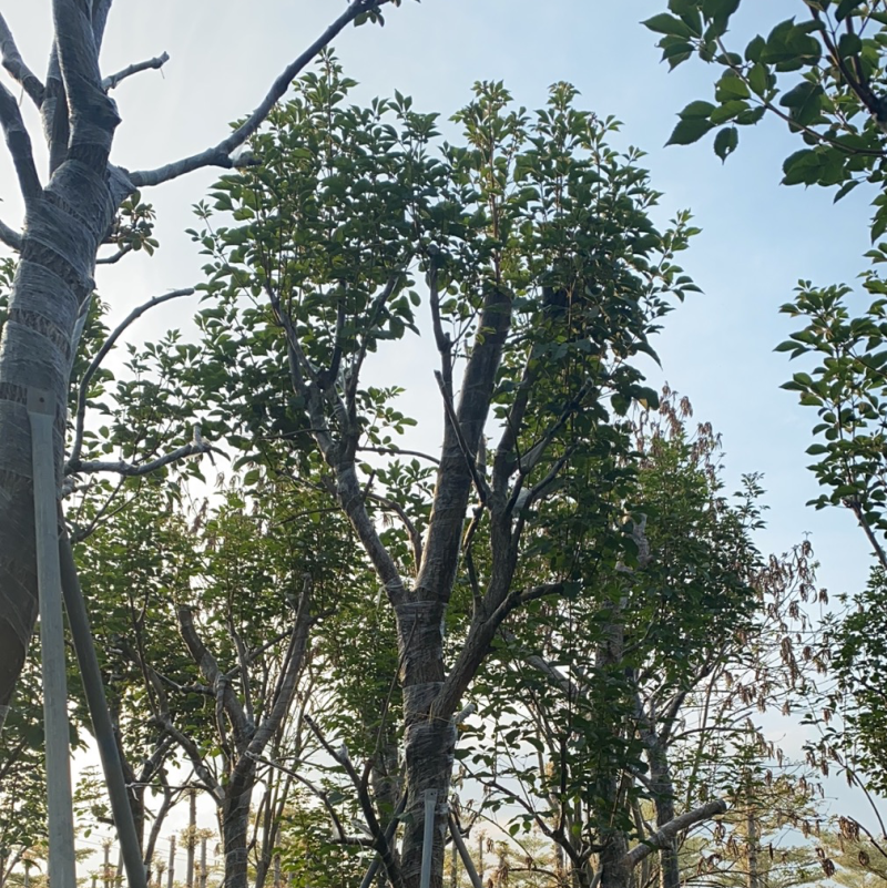 大量出售10-18分黄花风铃木（多花、少花）骨架货光杆货