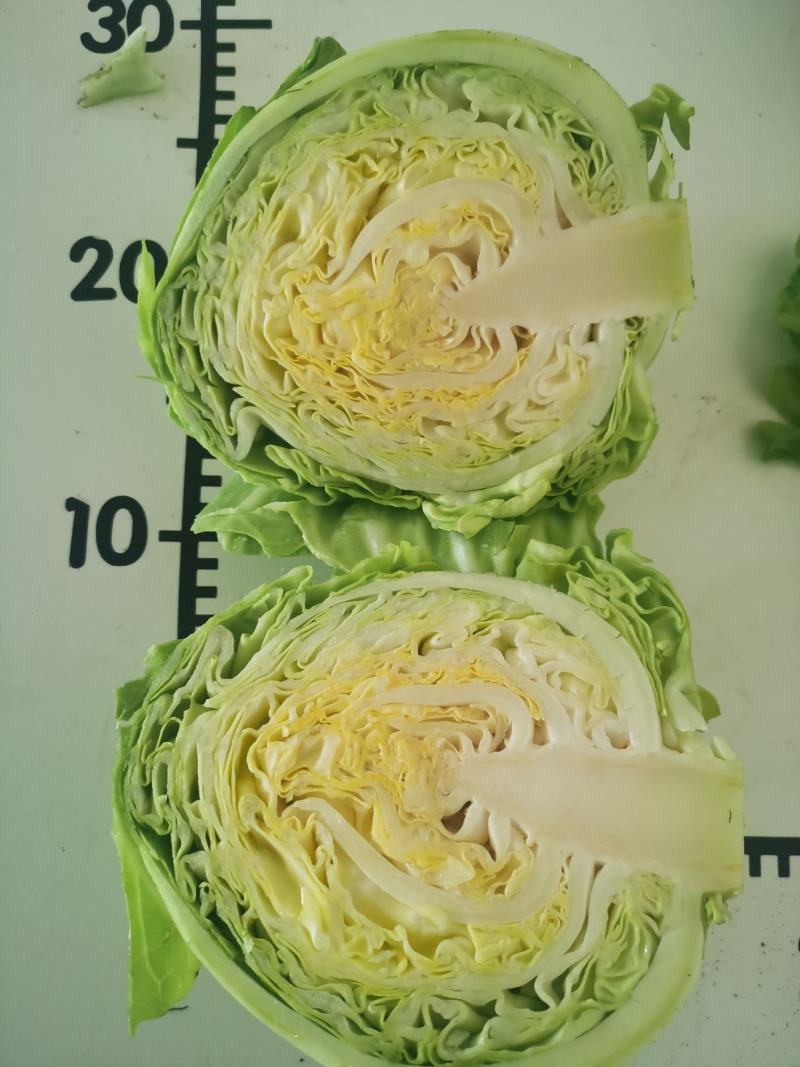 甘蓝21，0.35元每斤