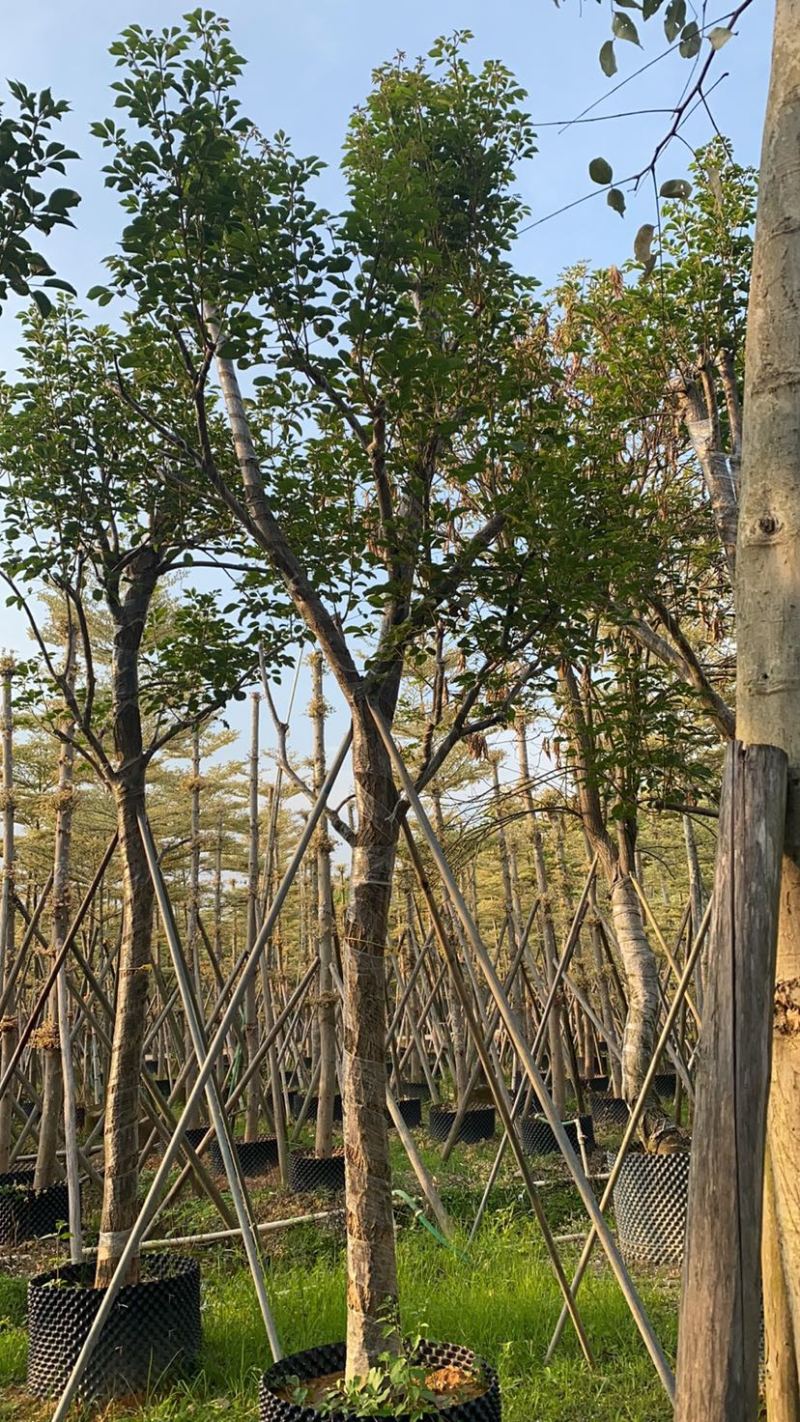 大量出售10-18分黄花风铃木（多花、少花）骨架货光杆货