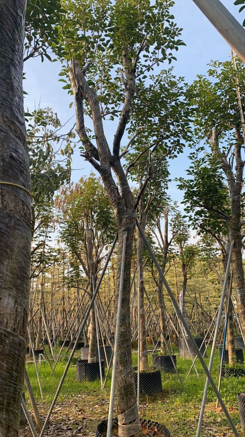 大量出售10-18分黄花风铃木（多花、少花）骨架货光杆货