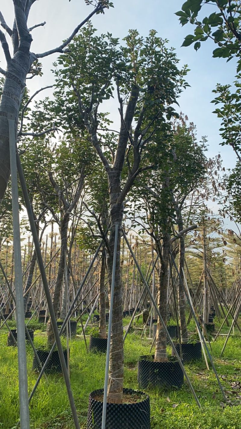 大量出售10-18分黄花风铃木（多花、少花）骨架货光杆货