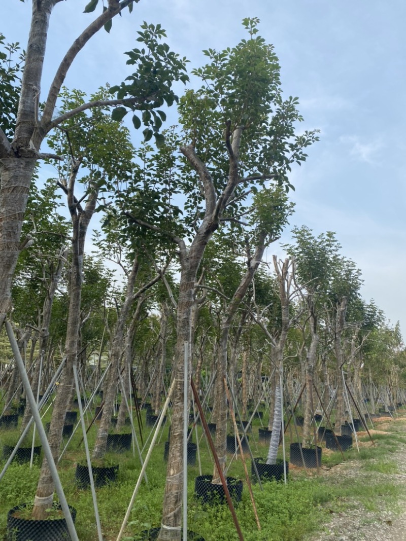 大量出售10-18分黄花风铃木（多花、少花）骨架货光杆货