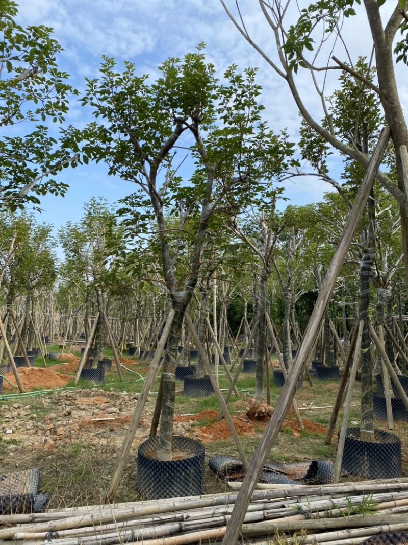 大量出售10-18分黄花风铃木（多花、少花）骨架货光杆货