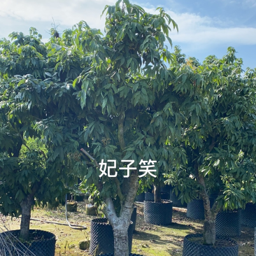 大量出售老桩荔枝树，妃子笑、桂味、糯米滋，需要请联系