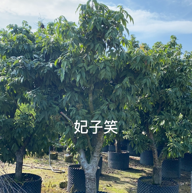 大量出售老桩荔枝树，妃子笑、桂味、糯米滋，需要请联系
