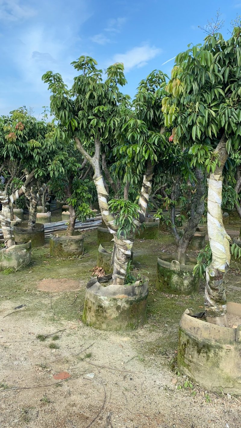 大量出售老桩荔枝树，妃子笑、桂味、糯米滋，需要请联系