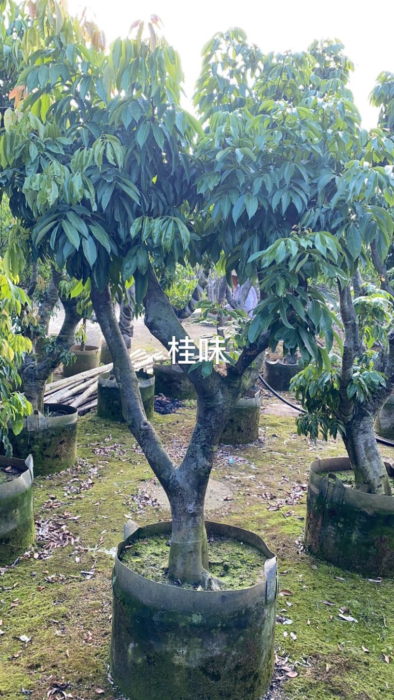 大量出售老桩荔枝树，妃子笑、桂味、糯米滋，需要请联系