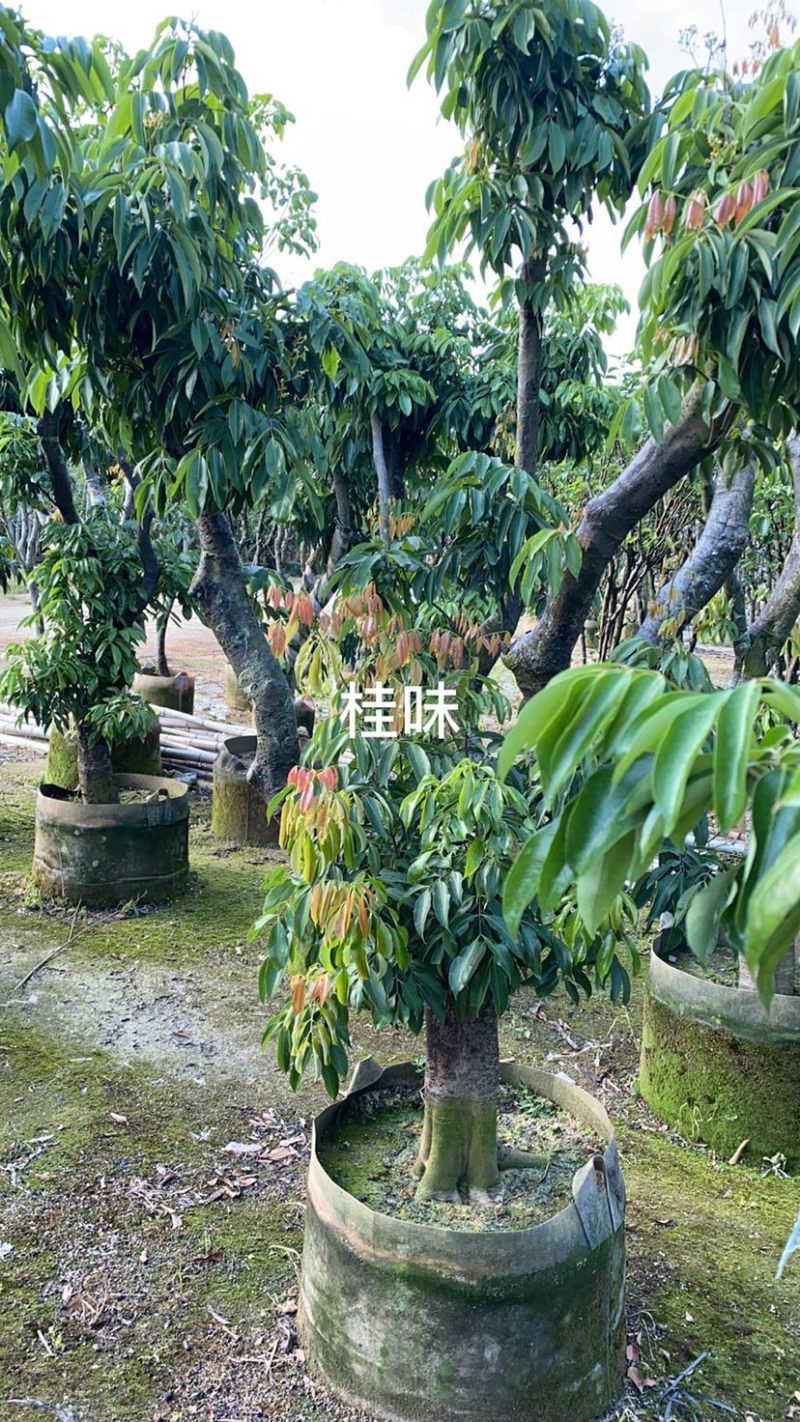 大量出售老桩荔枝树，妃子笑、桂味、糯米滋，需要请联系