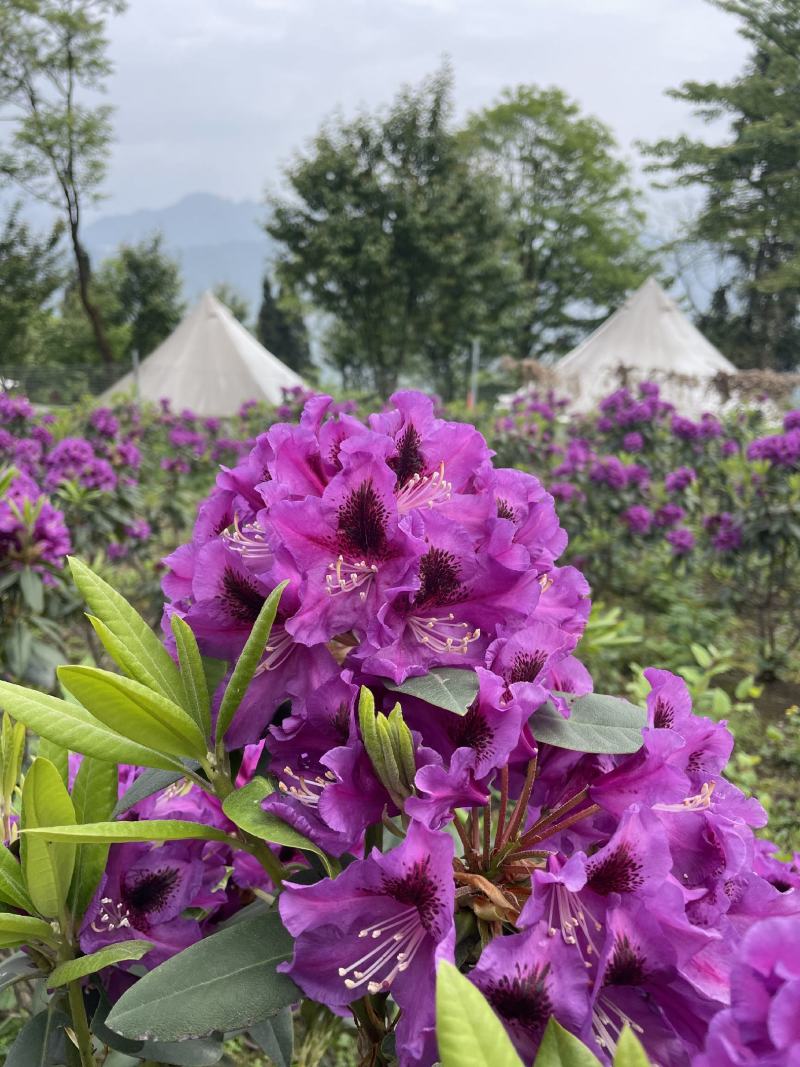高山杜鹃高山杜鹃基地进口高山杜鹃，2加仑高山杜鹃批发
