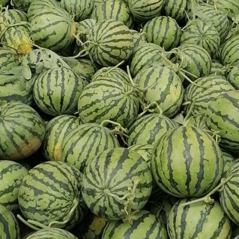 美都，田王，大量上市中，口感好，