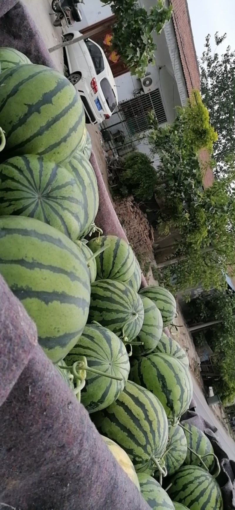 美都，田王，大量上市中，口感好，