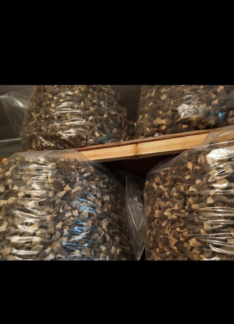 羊肚菌一件代发产量1500斤有兴趣的朋友可以来