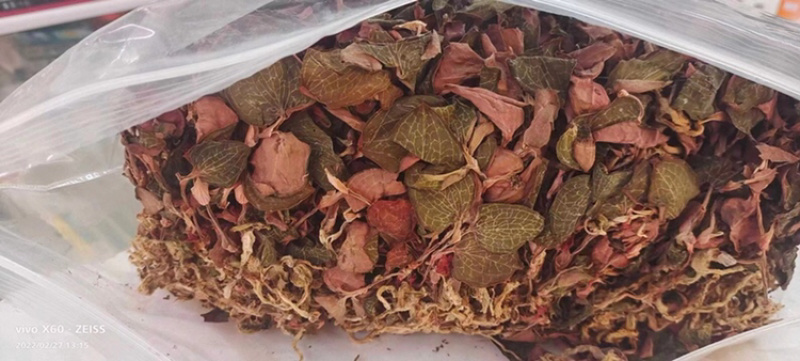 金线莲，仿野生金线莲，无碎金线莲，大叶金线莲，台湾红霞