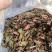 金线莲，仿野生金线莲，无碎金线莲，大叶金线莲，台湾红霞