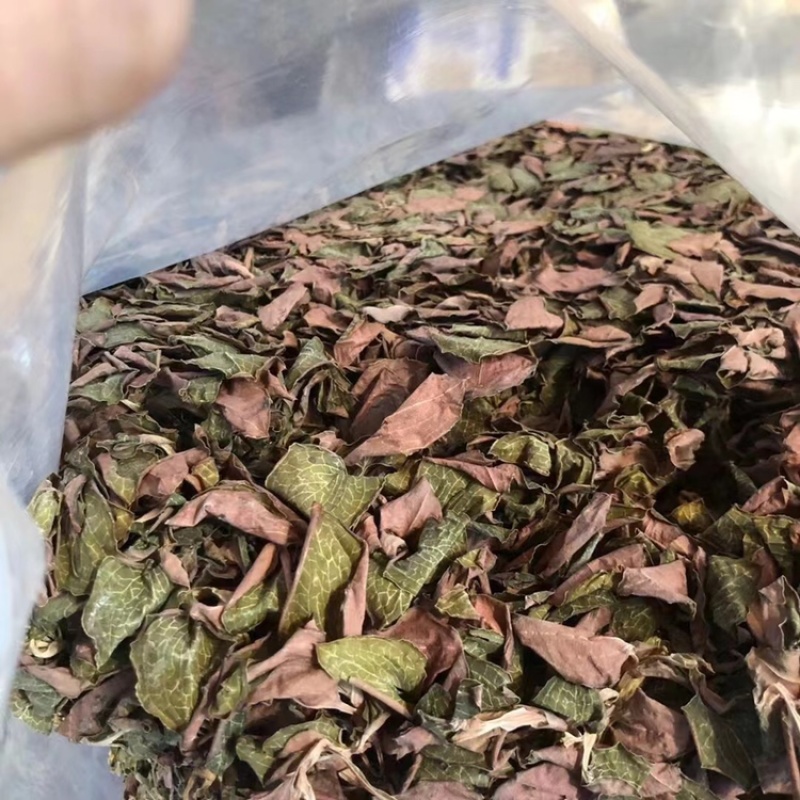 金线莲，仿野生金线莲，无碎金线莲，大叶金线莲，台湾红霞