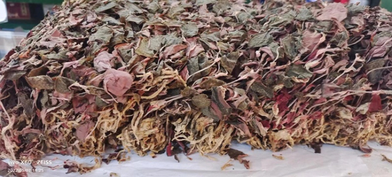金线莲，仿野生金线莲，无碎金线莲，大叶金线莲，台湾红霞