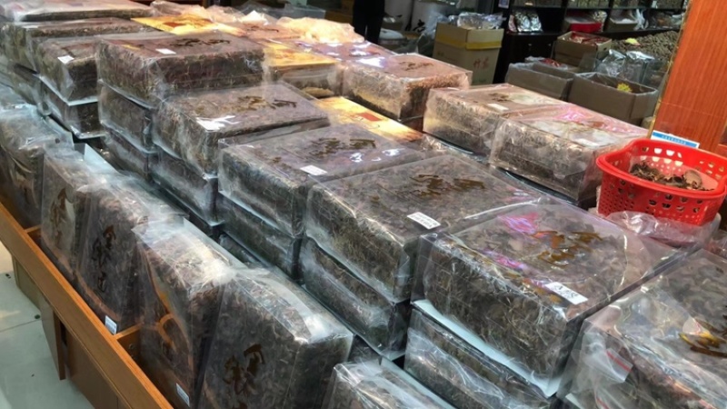 金线莲，仿野生金线莲，无碎金线莲，大叶金线莲，台湾红霞