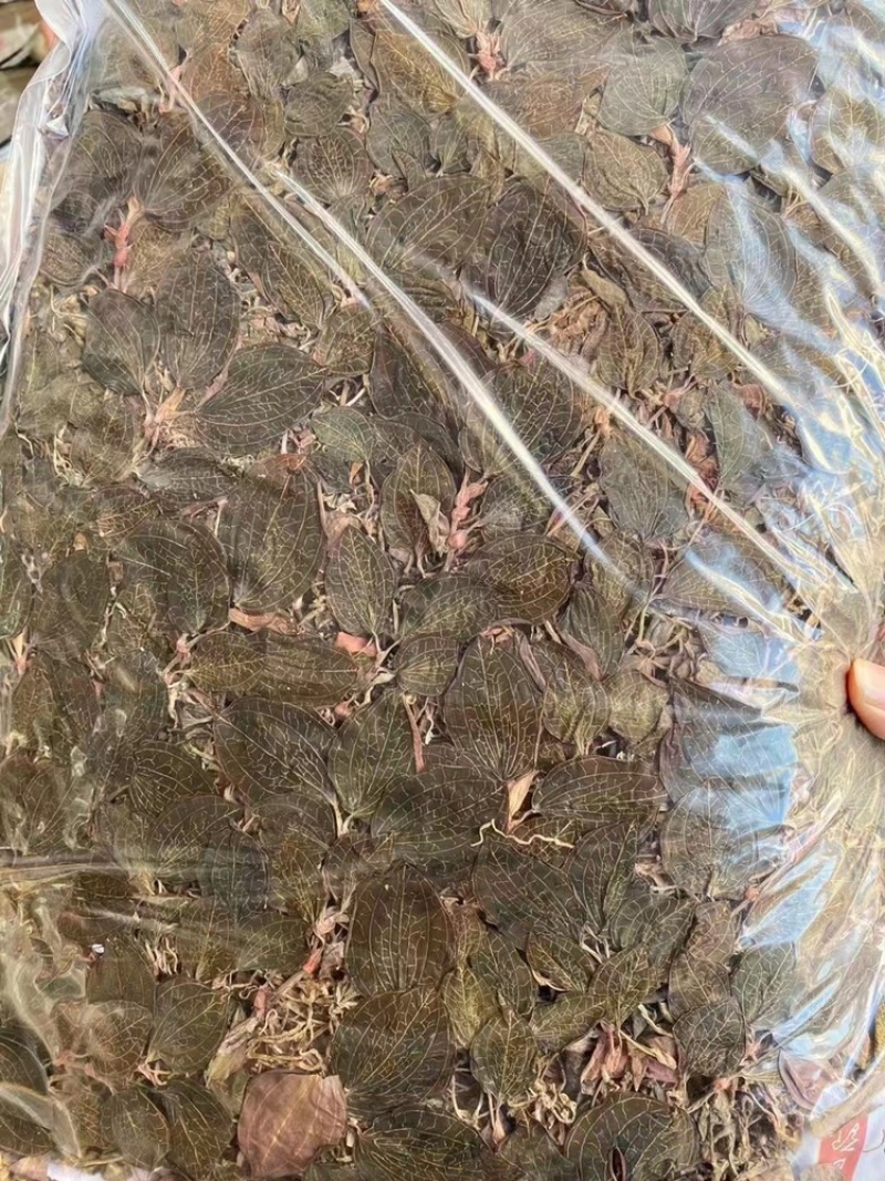 金线莲，仿野生金线莲，无碎金线莲，大叶金线莲，台湾红霞