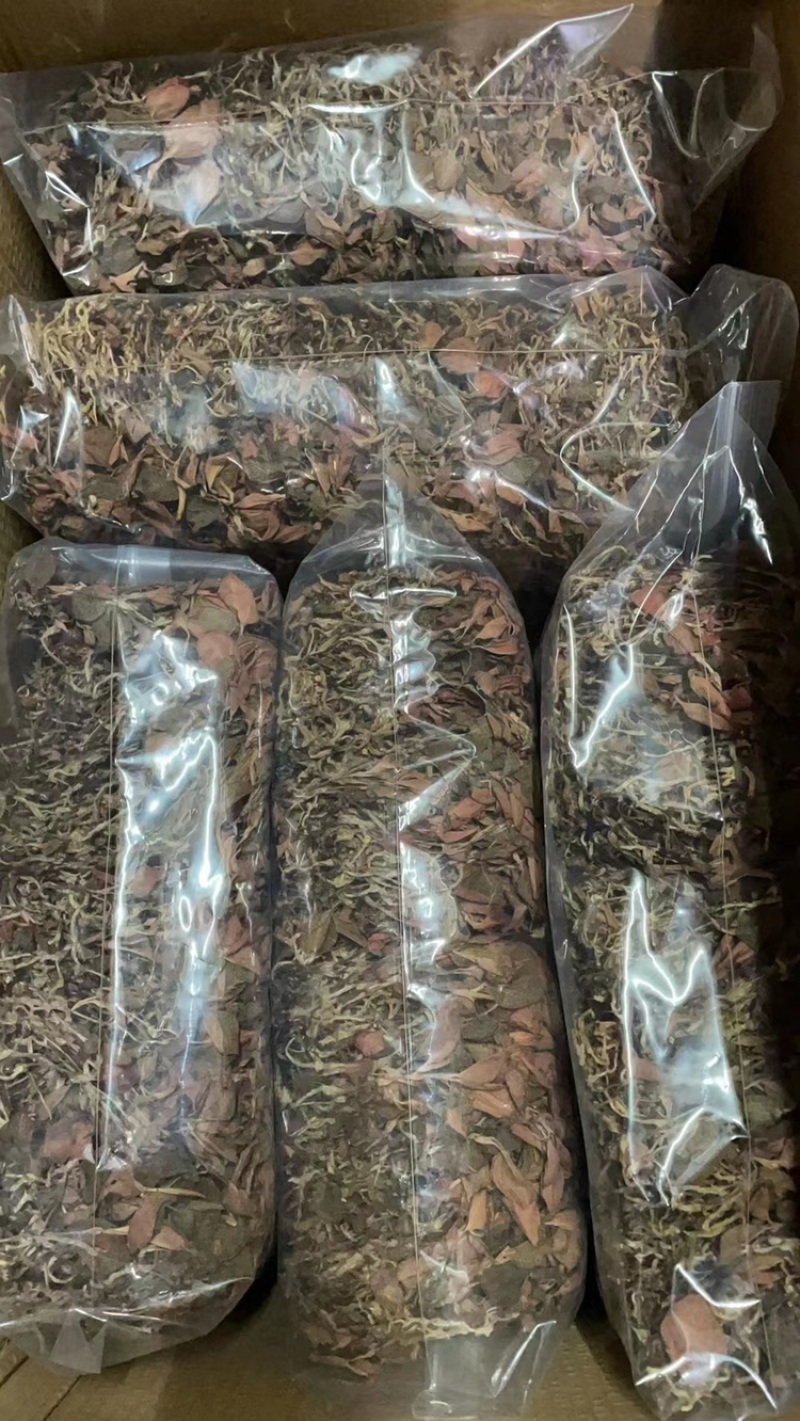 金线莲，仿野生金线莲，无碎金线莲，大叶金线莲，台湾红霞