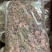 金线莲，仿野生金线莲，无碎金线莲，大叶金线莲，台湾红霞