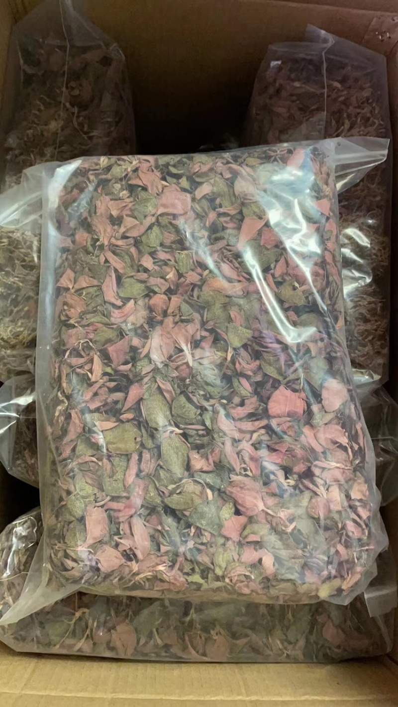金线莲，仿野生金线莲，无碎金线莲，大叶金线莲，台湾红霞