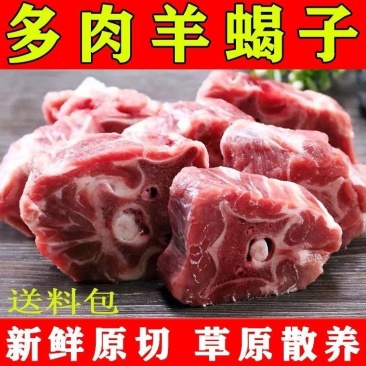 新鲜多肉羊蝎子不膻不腥带排大羊蝎批发原切现杀现卖多肉火锅