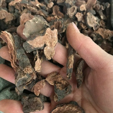 落新妇干货中药材干净无杂质量大从优欢迎选购！