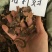 落新妇干货中药材干净无杂质量大从优欢迎选购！