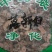 落新妇干货中药材干净无杂质量大从优欢迎选购！