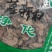 落新妇干货中药材干净无杂质量大从优欢迎选购！