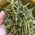 螃蟹脚，寄生，茶树螃蟹脚，颜色绿螃蟹脚，去根螃蟹脚