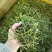 螃蟹脚，寄生，茶树螃蟹脚，颜色绿螃蟹脚，去根螃蟹脚